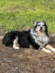 Lost Male Dog last seen Near Bartrug Rd. Fairmont, WV, Fairmont, WV 26554