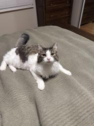 Lost Female Cat last seen Braintree and Colwyn Dr., Schaumburg, IL 60168