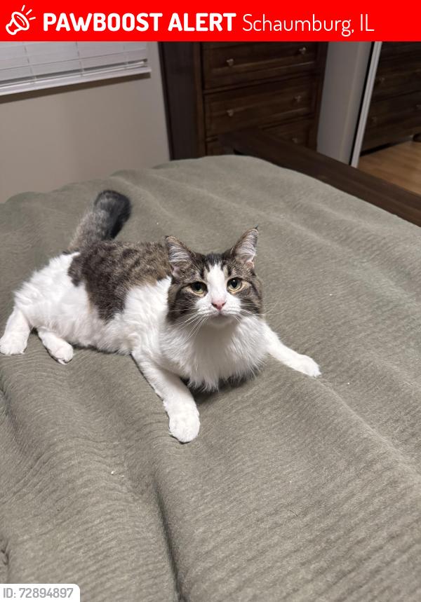 Lost Female Cat last seen Braintree and Colwyn Dr., Schaumburg, IL 60168