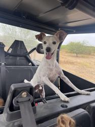 Lost Male Dog last seen Duroux Rd & Texas Avenue, La Marque, TX 77568