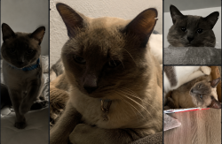 Reunited Male Cat last seen Ehrhardt Ave, Sacramento, CA 95823