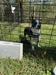 Reunited Male Dog last seen Holston apt Monticello road, Weaverville, NC 28787
