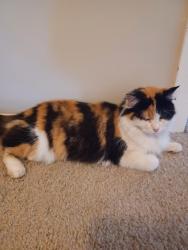 Lost Female Cat last seen 25th St and Post Rd, Indianapolis, IN 46229