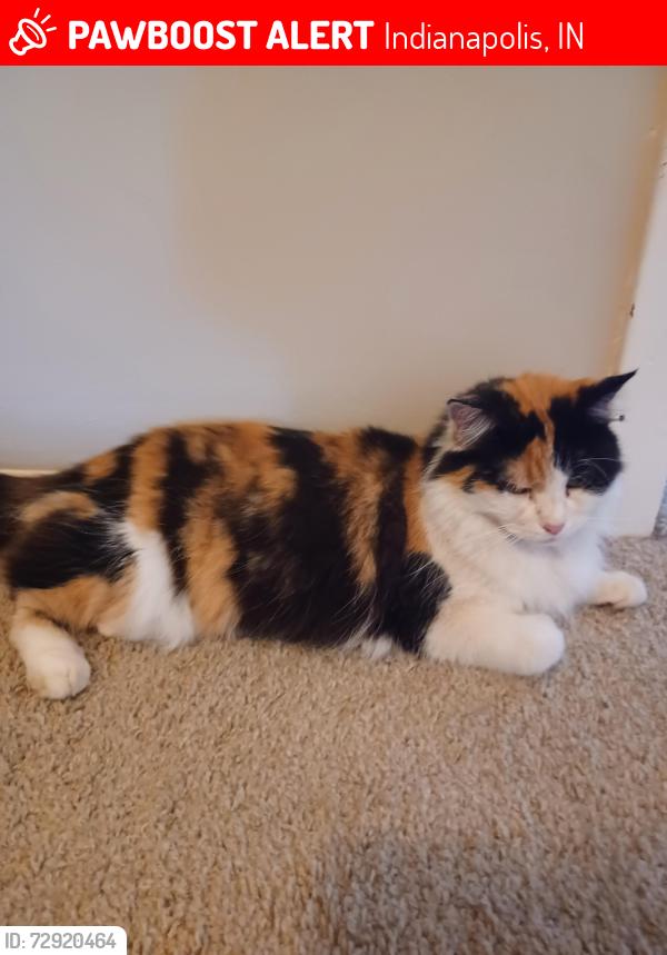 Lost Female Cat last seen 25th St and Post Rd, Indianapolis, IN 46229