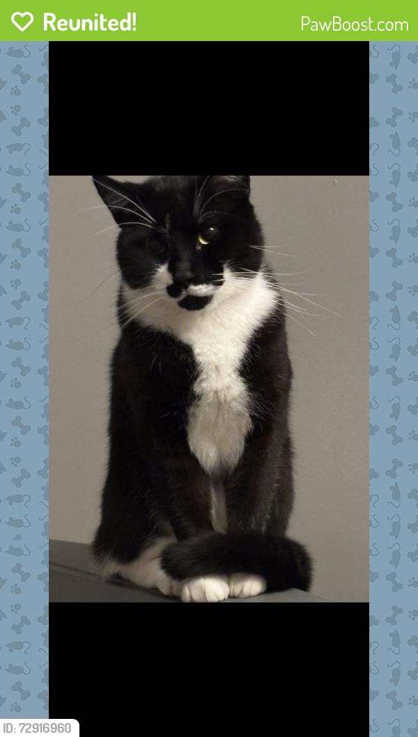 Reunited Male Cat last seen Finlandia lane , Mechanicsville, VA 23116