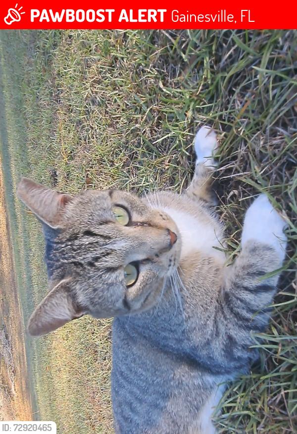 Lost Male Cat last seen Near sw 76th ave, Gainesville, FL 32608