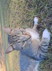 Lost Male Cat last seen Near sw 76th ave, Gainesville, FL 32608