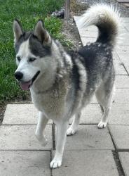 Reunited Female Dog last seen Glenhaven dr, Fredericksburg, VA 22407