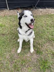 Shelter Stray Male Dog last seen Near BLOCK SW 208TH ST, Doral, FL 33122