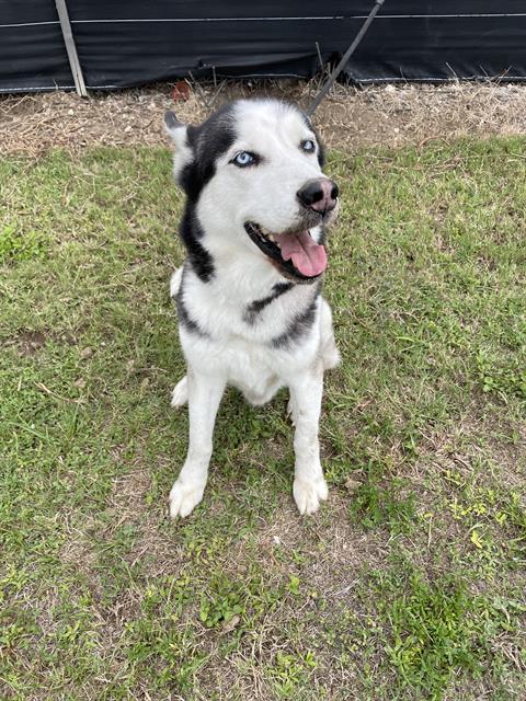 Shelter Stray Male Dog last seen Near BLOCK SW 208TH ST, Doral, FL 33122