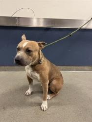 Shelter Stray Male Dog last seen Near BLOCK NW 37TH AVE, Doral, FL 33122