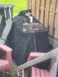 Found/Stray Unknown Cat last seen East Broad street, Columbus, OH 43004