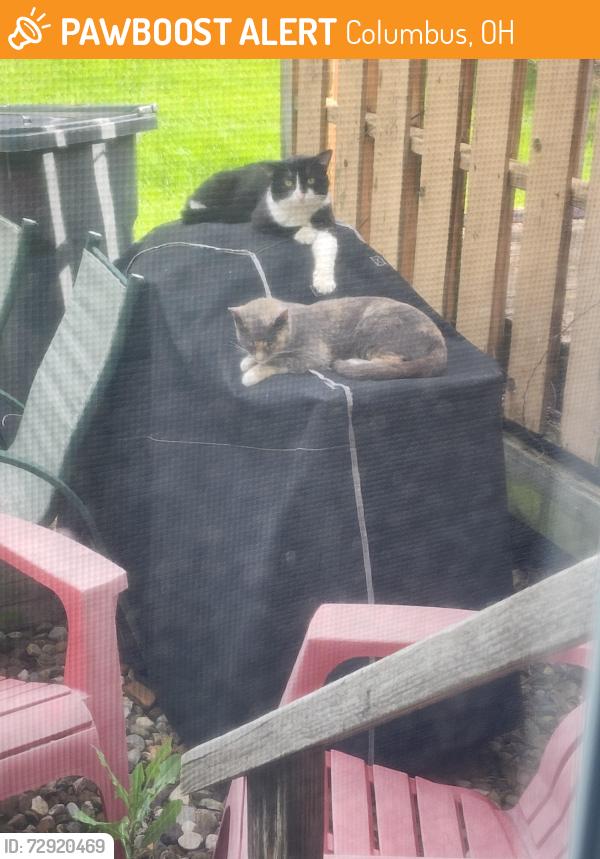 Found/Stray Unknown Cat last seen East Broad street, Columbus, OH 43004