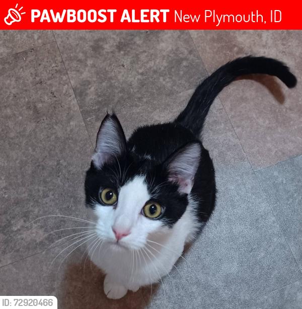 Lost Male Cat last seen McKinley and sw plymouth, New Plymouth, ID 83655