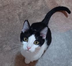 Lost Male Cat last seen McKinley and sw plymouth, New Plymouth, ID 83655