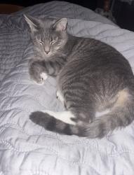 Reunited Male Cat last seen Springhill Rd , Walland, TN 37886