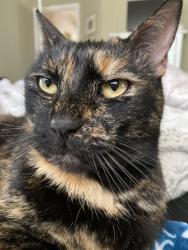 Reunited Female Cat last seen Plume Way, Verdure, Elk Grove, Elk Grove, CA 95758