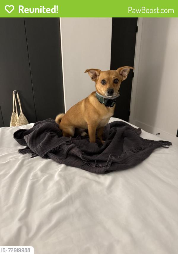 Reunited Male Dog last seen The Cove, Deerfield Beach, FL 33441, USA, Deerfield Beach, FL 33441