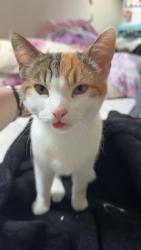 Reunited Female Cat last seen Skippers Lane, Redcar and Cleveland, England TS6 0HY
