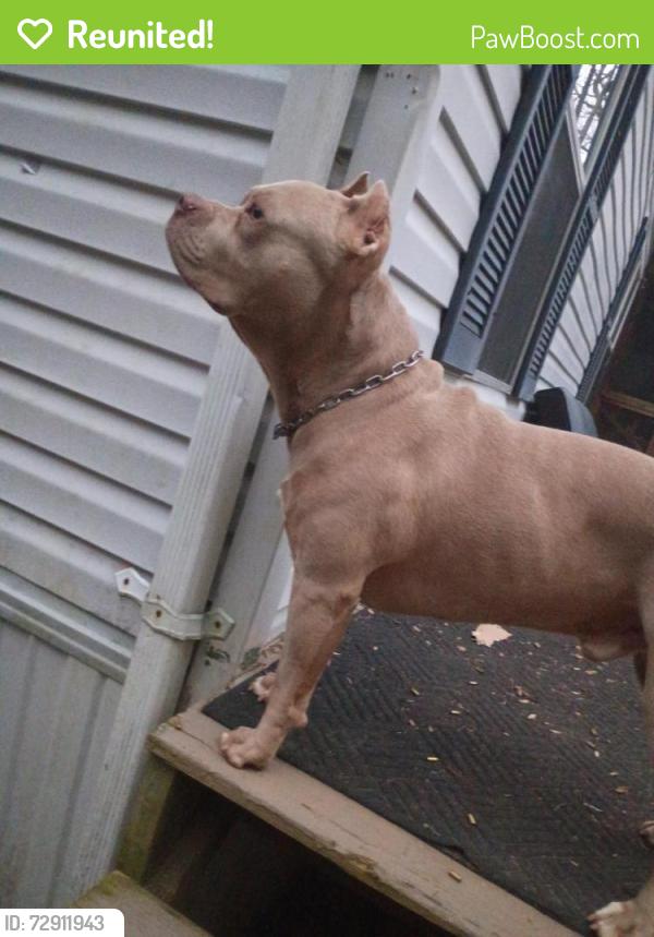 Reunited Male Dog last seen KOA campground , Hiawassee, GA 30546