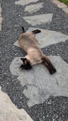 Lost Male Cat last seen Robinhood road and glad acres road, Lewisville, NC 27040