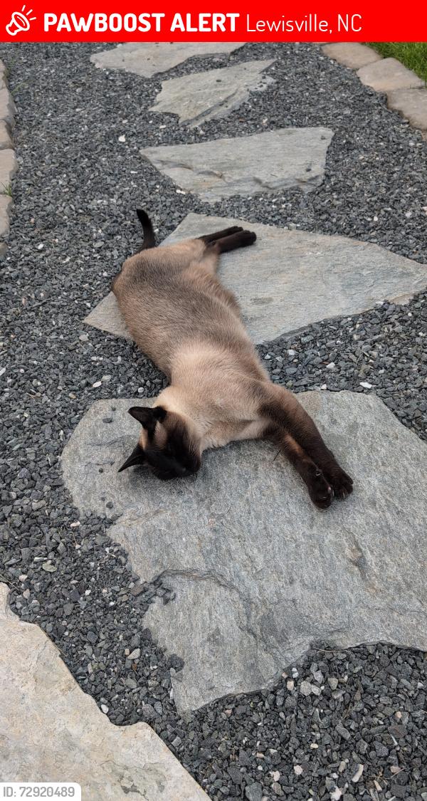 Lost Male Cat last seen Robinhood road and glad acres road, Lewisville, NC 27040