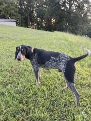 Lost Male Dog last seen Baptist Ridge, Hilham Tn, Hilham, TN 38568