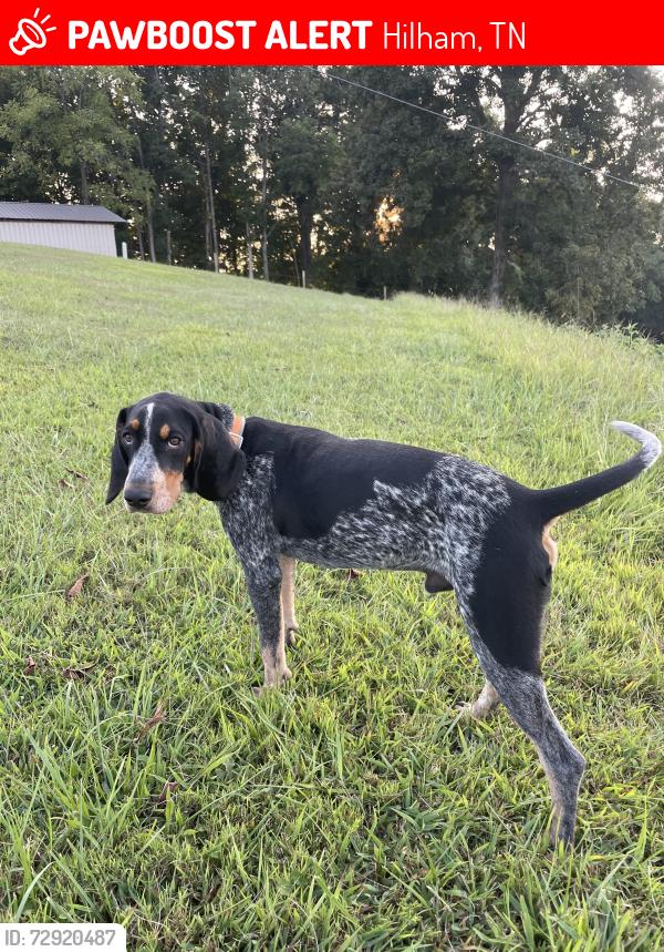 Lost Male Dog last seen Baptist Ridge, Hilham Tn, Hilham, TN 38568