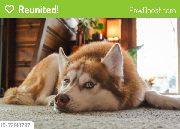Reunited Female Dog last seen Near Mansfield Lane, Shawnee, KS 66203