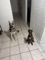 Lost Male Dog last seen Knights DR, El Paso, TX 79915