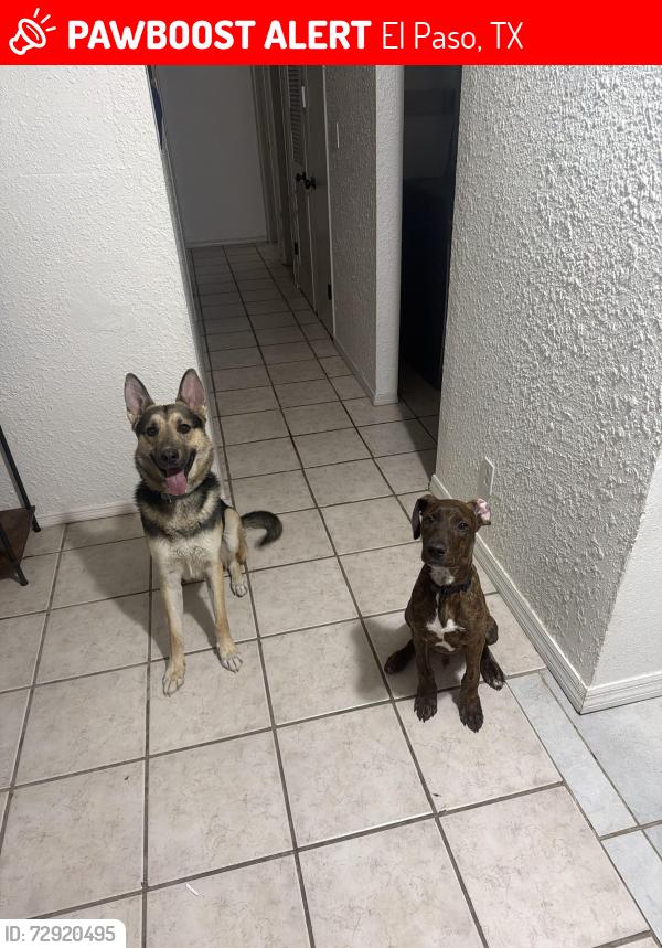 Lost Male Dog last seen Knights DR, El Paso, TX 79915