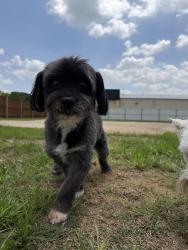 Reunited Male Dog last seen Travis Street, Sherman, TX 75090