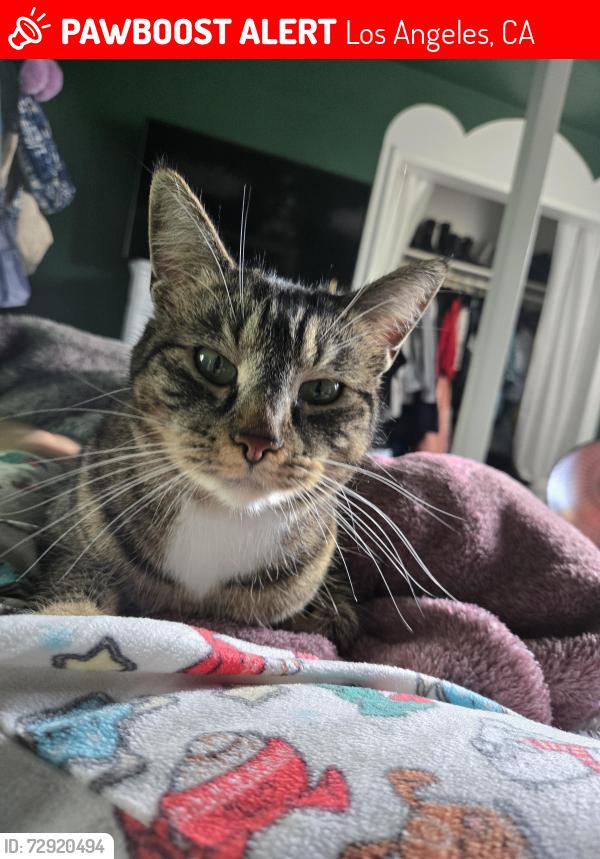 Lost Female Cat last seen Hoyt St and Gladstone Ave, Los Angeles, CA 91342