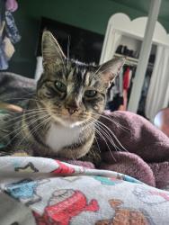 Lost Female Cat last seen Hoyt St and Gladstone Ave, Los Angeles, CA 91342
