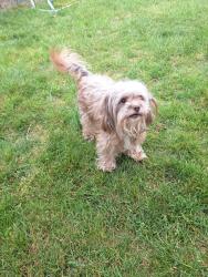 Found/Stray Female Dog last seen Between Northeast Tacoma and Federal Way, Federal Way, WA 98003