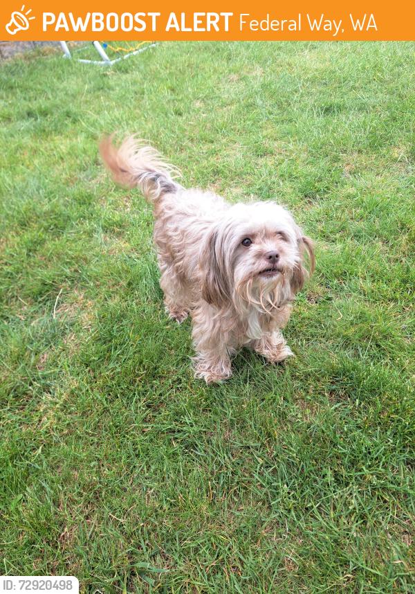 Found/Stray Female Dog last seen Between Northeast Tacoma and Federal Way, Federal Way, WA 98003