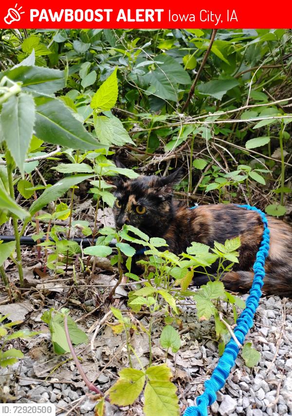 Lost Female Cat last seen Lost her on the gravel road behind the apmt complex, Iowa City, IA 52246
