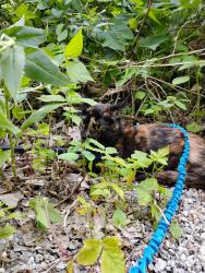 Lost Female Cat last seen Lost her on the gravel road behind the apmt complex, Iowa City, IA 52246