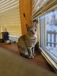 Lost Female Cat last seen Caulfield and Beacon, Grand Rapids, MI 49503