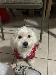 Reunited Male Dog last seen Skyline Dr, Lady Lake, FL 32159