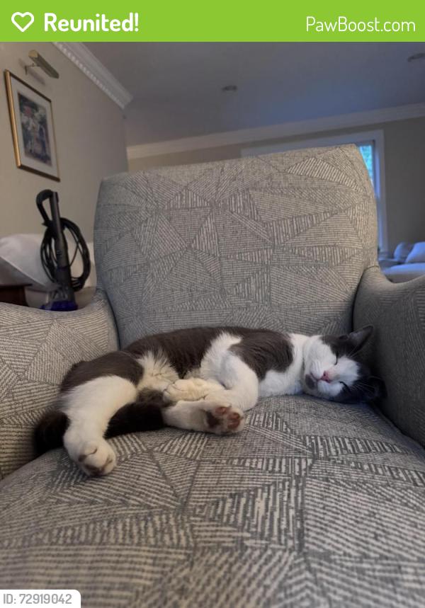 Reunited Male Cat last seen West street , Lunenburg, MA 01462