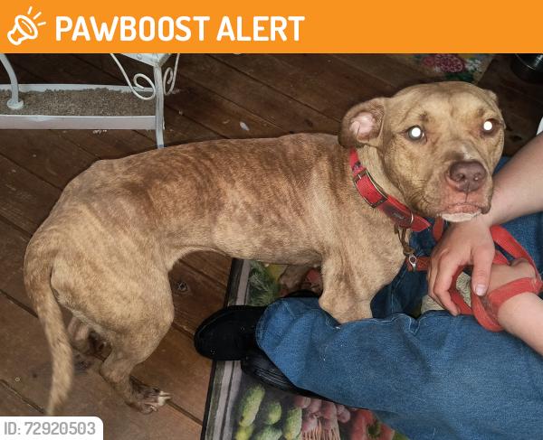 Found/Stray Female Dog last seen Ft. Foote Road & Jessica Drive, Fort Washington, MD 20744