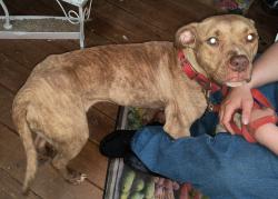 Found/Stray Female Dog last seen Ft. Foote Road & Jessica Drive, Fort Washington, MD 20744