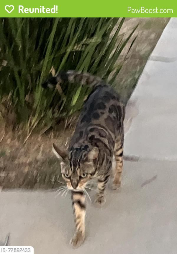 Reunited Female Cat last seen NW corner of Hager and Alla, Los Angeles, CA 90066