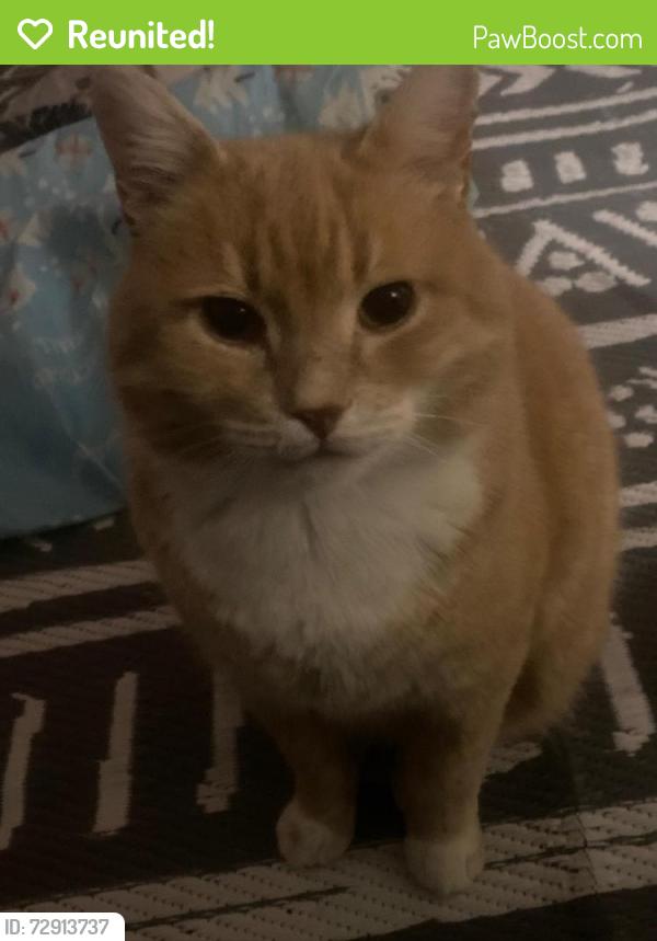 Reunited Male Cat last seen Brookvale road , Derbyshire, England DE5 8NQ