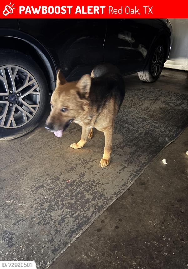 Lost Male Dog last seen Melody lane , Red Oak, TX 75154