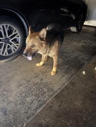 Lost Male Dog last seen Melody lane , Red Oak, TX 75154
