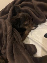 Reunited Male Dog last seen Belmont ave, Paterson, NJ 07522