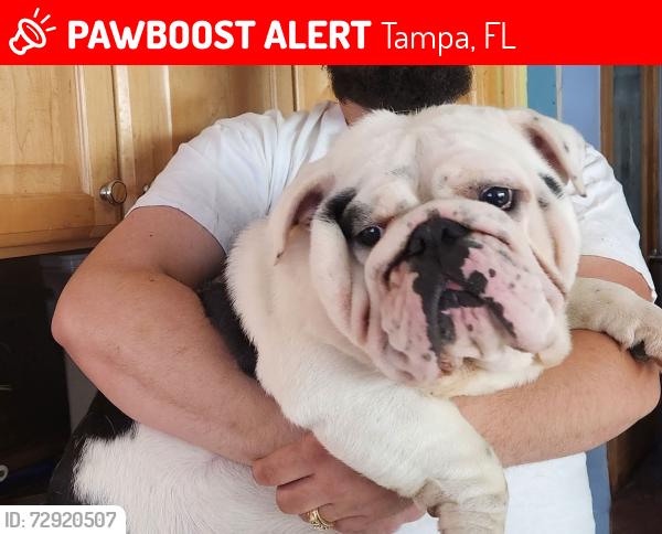 Lost Female Dog last seen US 41 BETWEEN PALMRIVER AND CAUSEWAY, Tampa, FL 33619