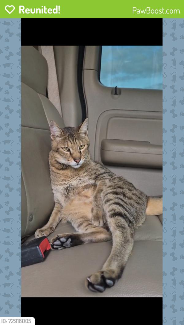 Reunited Male Cat last seen Near SW Aztec Ave, Port St. Lucie, FL 34953, USA, Port St. Lucie, FL 34953